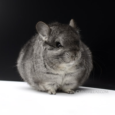 Dwarf chinchilla for sale 2025